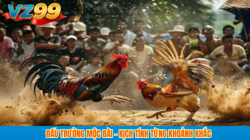 Đá gà Mộc Bài VZ99: Livestream, kèo hay, cược minh bạch 3 Đấu trường Mộc Bài – Kịch tính từng khoảnh khắc