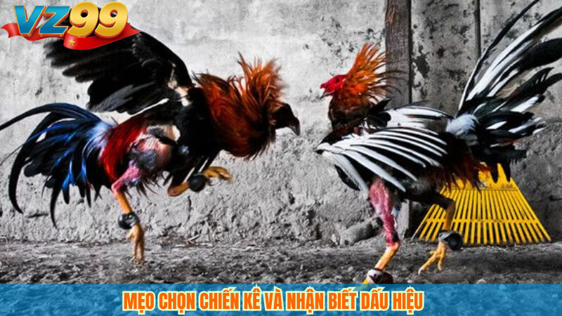 Đá gà Mộc Bài VZ99: Livestream, kèo hay, cược minh bạch 4 Mẹo chọn chiến kê và nhận biết dấu hiệu